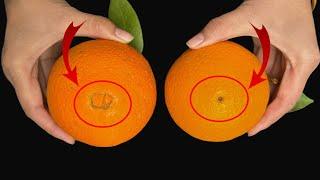 How to Choose Sweet Oranges: Pick the "Male" Ones! Orange Buying Tips: Why "Male" Oranges Are Better