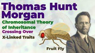 Chromosomal Theory of Inheritance | X Linked Traits | Thomas H Morgan | Crossing Over | Genetic Map