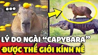 BỘ TRƯỞNG BỘ NGOẠI GIAO capybara và 7749 lý do khiến ngài được cả thế giới KÍNH NỂ  | Gâu Đần