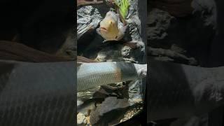 Monster Fish!  #fish #peces #acuariofilia #viralvideo