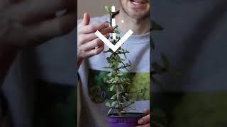 What happens if you cut off the end of a plant? [Apical dominance]  #Shorts
