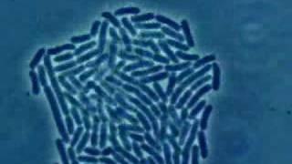 Bacteria Growth