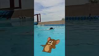 Swimming Dog Love🩵 #waterdog #cutedogs #dogswimming