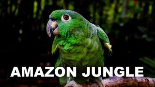 Peruvian Amazon Jungle - Relaxing Ambient Nature Sounds from the Amazon Rainforest for Meditation
