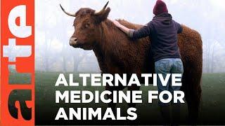 The future of animal welfare | ARTE.tv Documentary