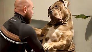 100 Pound Dog Still Thinks He’s a Baby!  Funny Dog Videos 2025