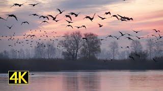 Wildgänse vor Sonnenaufgang im Teichland Linum (hundreds of wild geese before sunrise) 4K