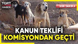 Sokak Hayvanları Yasası Değişiyor! Kanun Teklifi Meclis Komisyonunda Geçti - TGRT Haber