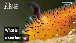 What is a sea bunny? | Surprising Science