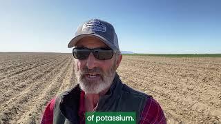 Potassium Applications for Potato Crops