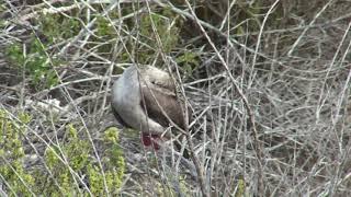 Galapagos Red Footed Booby