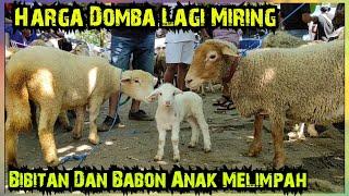 Domba Melimpah, Harga Agak Miring. Merino, Texel, Sopas. Pasar Glenmore Banyuwangi Jatim