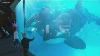Seaworld reopening after COVID closure