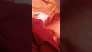 Wake up with my dog forever