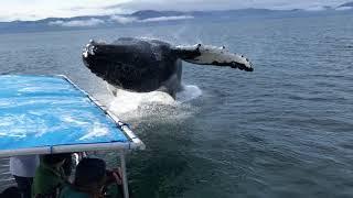 Humpback Whale Breaches Next to Boat