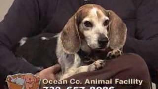 Homeless Tails - NJN Public Television & Radio