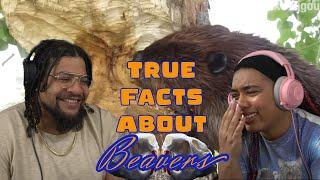 Zefrank: True Facts About The Beaver | REACTION ft. Chavezz