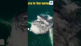 Blue Whales can eat 4 tons of krill daily  | Incredible animal facts 0026 #animals #whale #facts