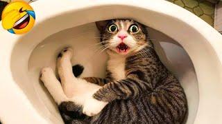New Funny Cat and Dog Videos  Funniest Animals  FUNNY Cat and Dog Videos