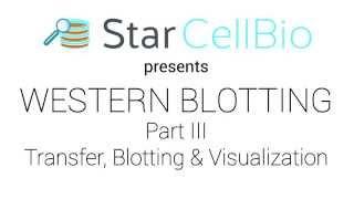 Western Blotting - Part III