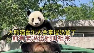 大熊猫喜乐太会拿捏奶爸了，急得老寇给她叫姥爷，老冯为了收他