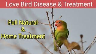 Love Bird disease and treatment