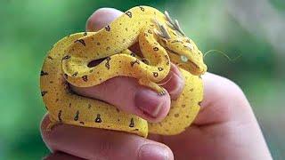 15 Most Unique Exotic Reptiles in the World