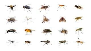 🪰 Types Of Flies | Learn Types Of Flies In English Language | Flies 🪰