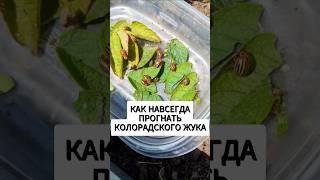 Как навсегда прогнать колорадского жука. Простое народное средство #огород #сад #дача #урожай