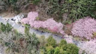《 2019 台灣 台中 》武陵農場櫻花季  紅粉佳人 全紀錄