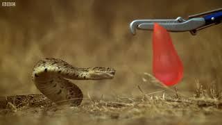 Unofficial: Sound design: Snake Attack in Slow Motion