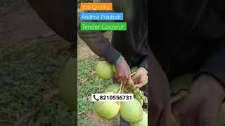 Andhra Pradesh Top Quality Tender Coconut Available Contact Us: 8210556731#vickyagro#shorts#trending