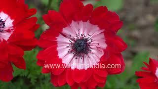 Anemone flowers in shockingly beautiful red & white: wildfilmsindia Jabbarkhet botanical collection