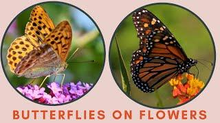 Butterflies on flowers | Butterfly BLOOMS with MOODY BLOOMS