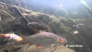 12 species of fish in garden pond Underwater #1