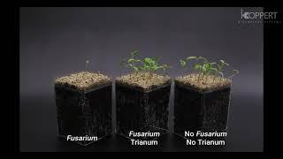 Trichoderma harzianum T22 combats Fusarium in tomato – Koppert