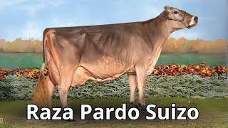 Raza Bovina Pardo Suizo. Leche, Fortaleza y Nobleza en una sola raza