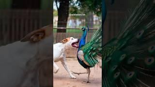 Dog vs Peacock Real Battle   #nature #peacock #animallife #funny #dog #shorts