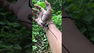 scariest spider! big golden orb spider