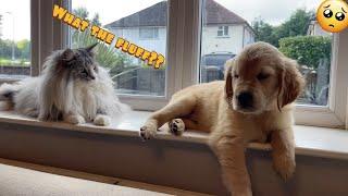 Introducing My Cat To A New Golden Retriever Puppy! (So Cute!!)