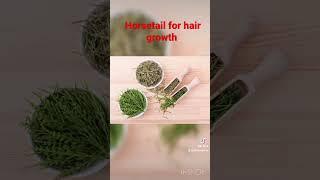 Horsetail is a powerful HERB for hair growth #naturalhair #dryhair #hairgrowthtips