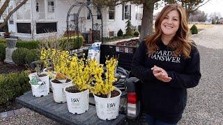 Let the Planting Begin!!! Forsythias & Lilacs!  // Garden Answer