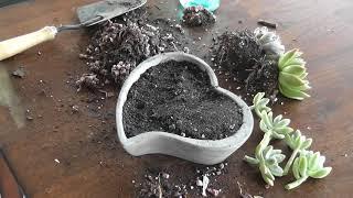 Lets Plant a Lowes Succulent Arrangement / Succulent Potting Tips