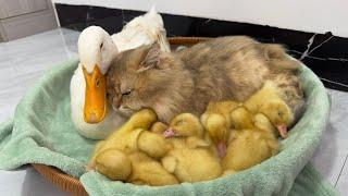 The most amazing animals in the world! Ducklings looking for cat sleeping. Funny mother duck.pet