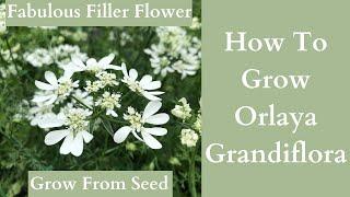 How To Grow Orlaya Grandiflora