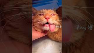  #cat #sad love is gone#shorts