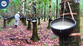 The Fascinating Process of Harvesting Natural Rubber from Hevea Trees.