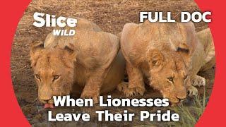 Lionesses Leave Their Pride in Search of a New Family | SLICE WILD | FULL DOCUMENTARY