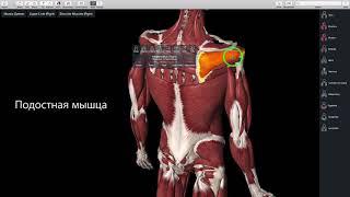 Как укрепить плечевой сустав? Вращательная манжета плеча. Анатомия. Упражнения для разминки.