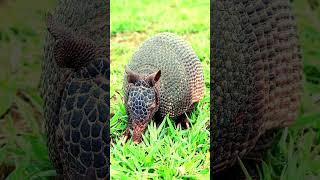 Armadillo - The armored mammal